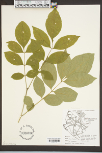 Fraxinus americana var. americana image