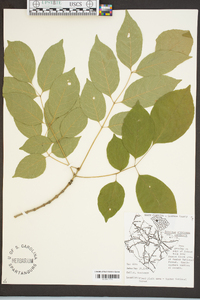 Fraxinus americana var. americana image