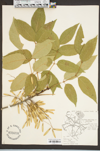 Fraxinus americana var. americana image