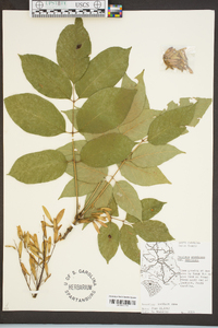 Fraxinus americana var. americana image