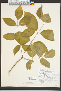 Fraxinus americana var. americana image