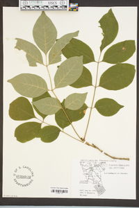 Fraxinus americana var. americana image