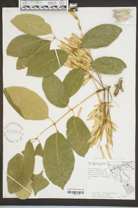 Fraxinus americana var. americana image