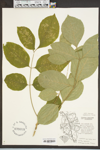 Fraxinus americana var. biltmoreana image