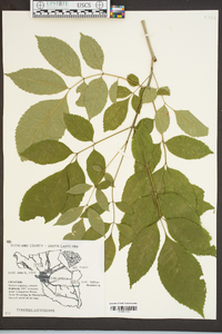 Fraxinus caroliniana image