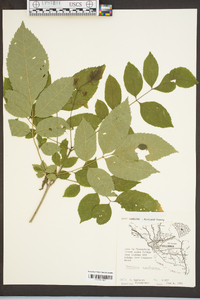 Fraxinus caroliniana image