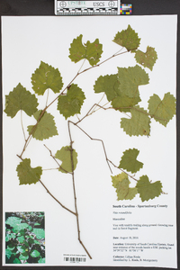 Vitis rotundifolia image