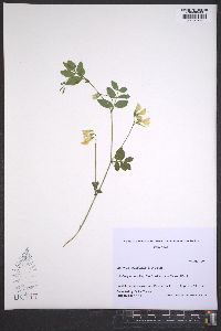 Lathyrus nevadensis image