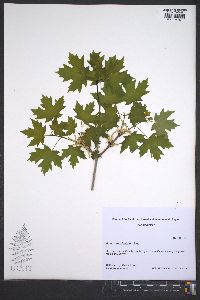 Acer grandidentatum image