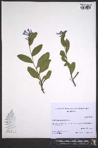 Mertensia longiflora image