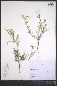 Phlox longifolia image