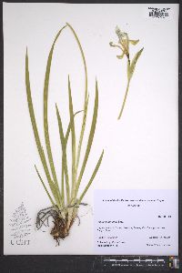 Iris missouriensis image