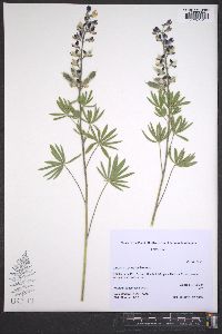 Lupinus caudatus image