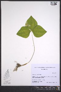 Trillium ovatum image