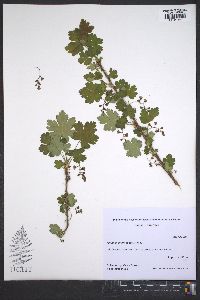 Ribes lacustre image