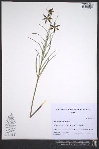 Fritillaria atropurpurea image