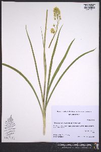 Zigadenus paniculatus image