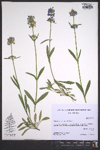 Penstemon rydbergii image