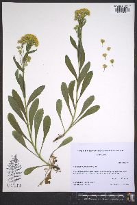 Solidago multiradiata image