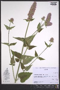 Agastache urticifolia image