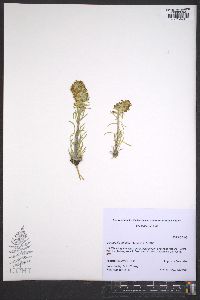 Ipomopsis spicata image