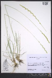 Elymus lanceolatus image