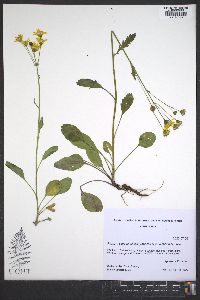 Packera streptanthifolia image