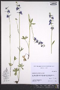 Delphinium depauperatum image