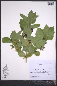 Lonicera involucrata image