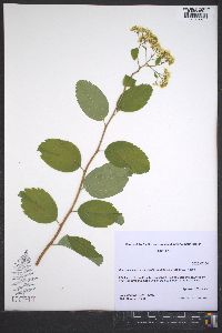 Spiraea betulifolia var. lucida image