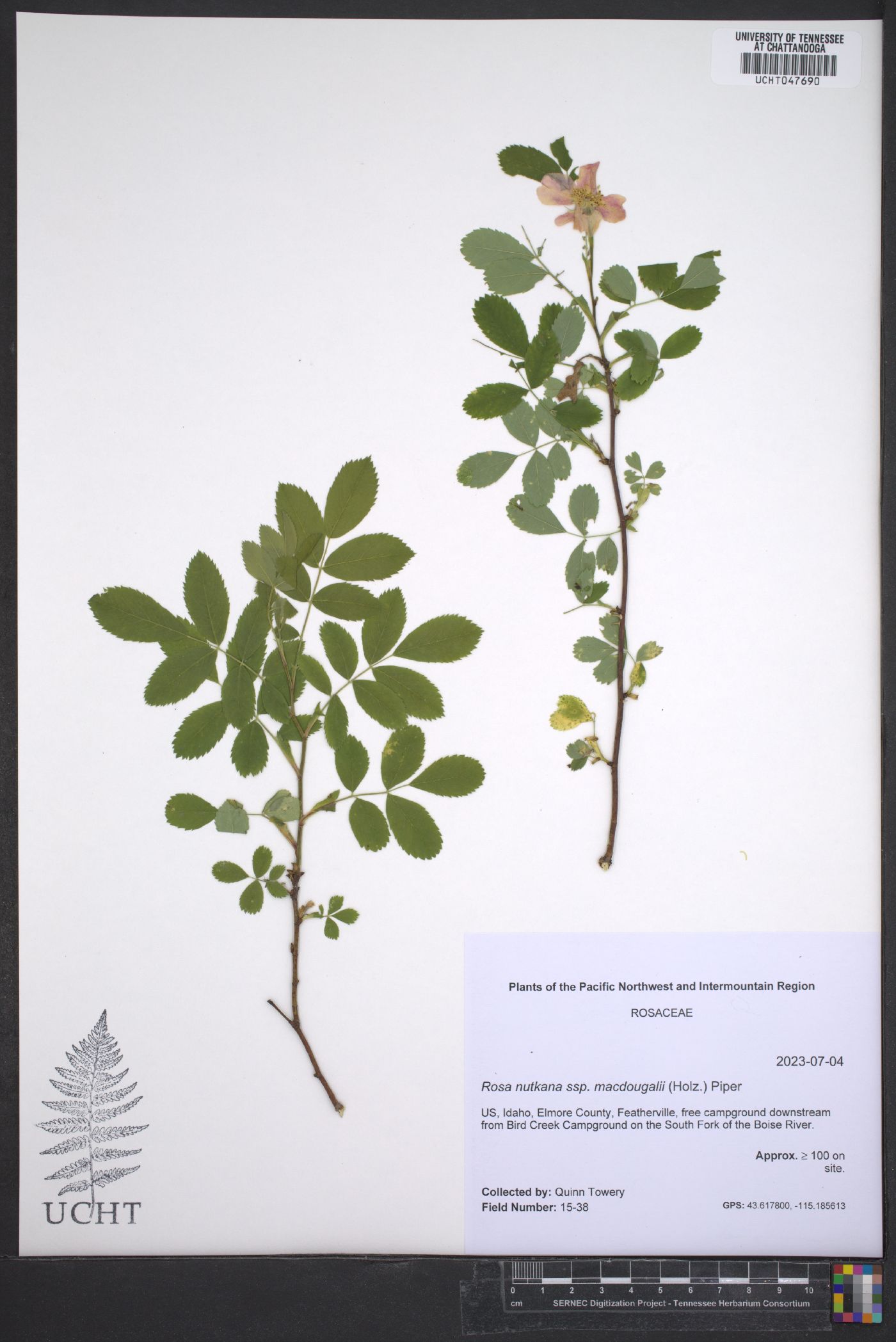 Rosa nutkana subsp. macdougalii image