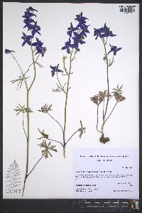 Delphinium nuttallianum image