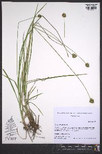 Carex abrupta image