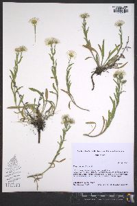 Erigeron pumilus image