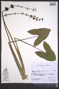 Sagittaria australis image