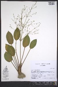 Alisma subcordatum image