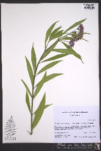 Asclepias incarnata var. pulchra image