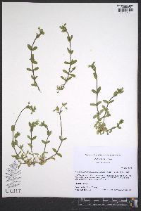 Cerastium fontanum subsp. vulgare image