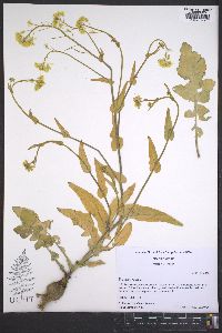 Brassica rapa image