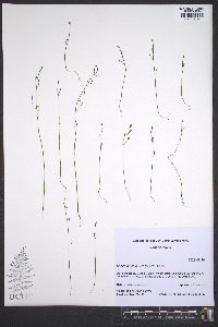 Bartonia paniculata image