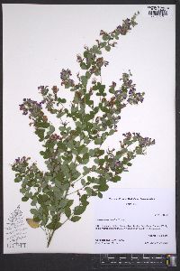 Lespedeza bicolor image