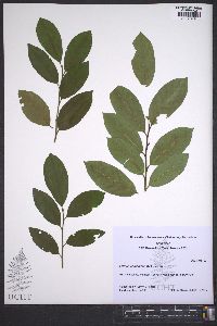 Prunus caroliniana image