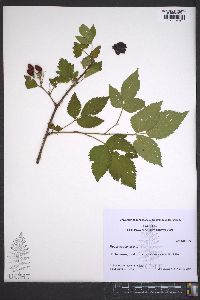 Rubus occidentalis image