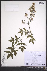 Nandina domestica image