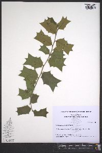 Ilex cornuta image