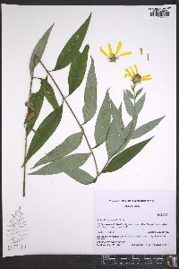 Helianthus eggertii image