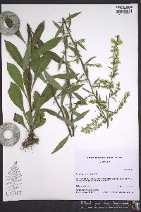 Solidago speciosa image