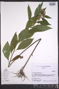 Pluchea camphorata image