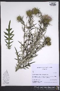 Cirsium discolor image