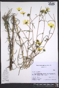 Helianthus angustifolius image